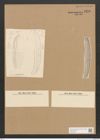 Diatomeae indet. Zeichnungen Sammlung Grunow Nr. 3278 (NHMW-BOT-W0370758)